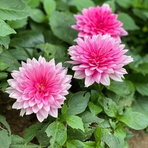 Meet your Posher, Sandy